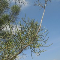 <i>Euphorbia tirucalli</i>  L.